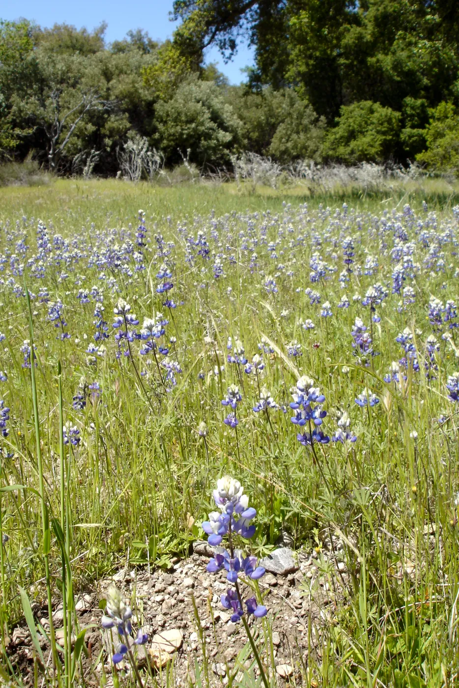 field of lupines, wildflowers, oak woodland, Santa Lucia Trail, Fort Hunter Liggett, SBBG Research and Conservation staff field trip, 2006
