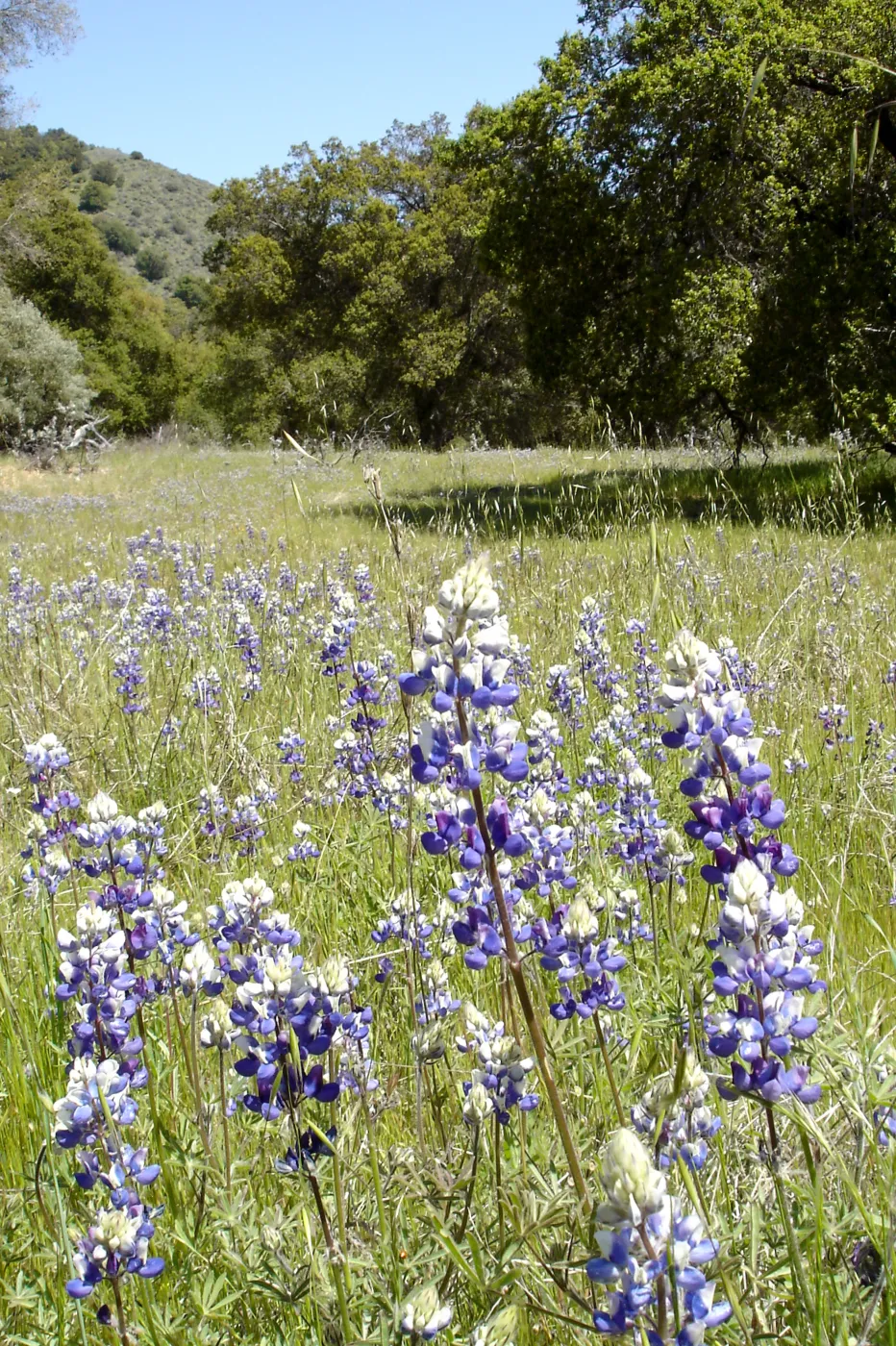 field of lupines, wildflowers, oak woodland, Santa Lucia Trail, Fort Hunter Liggett, SBBG Research and Conservation staff field trip, 2006