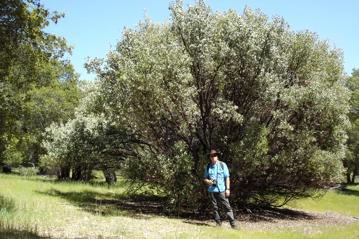 John Wardlaw, Santa Lucia Trail, Fort Hunter Liggett, SBBG Research and Conservation staff field trip, 2006