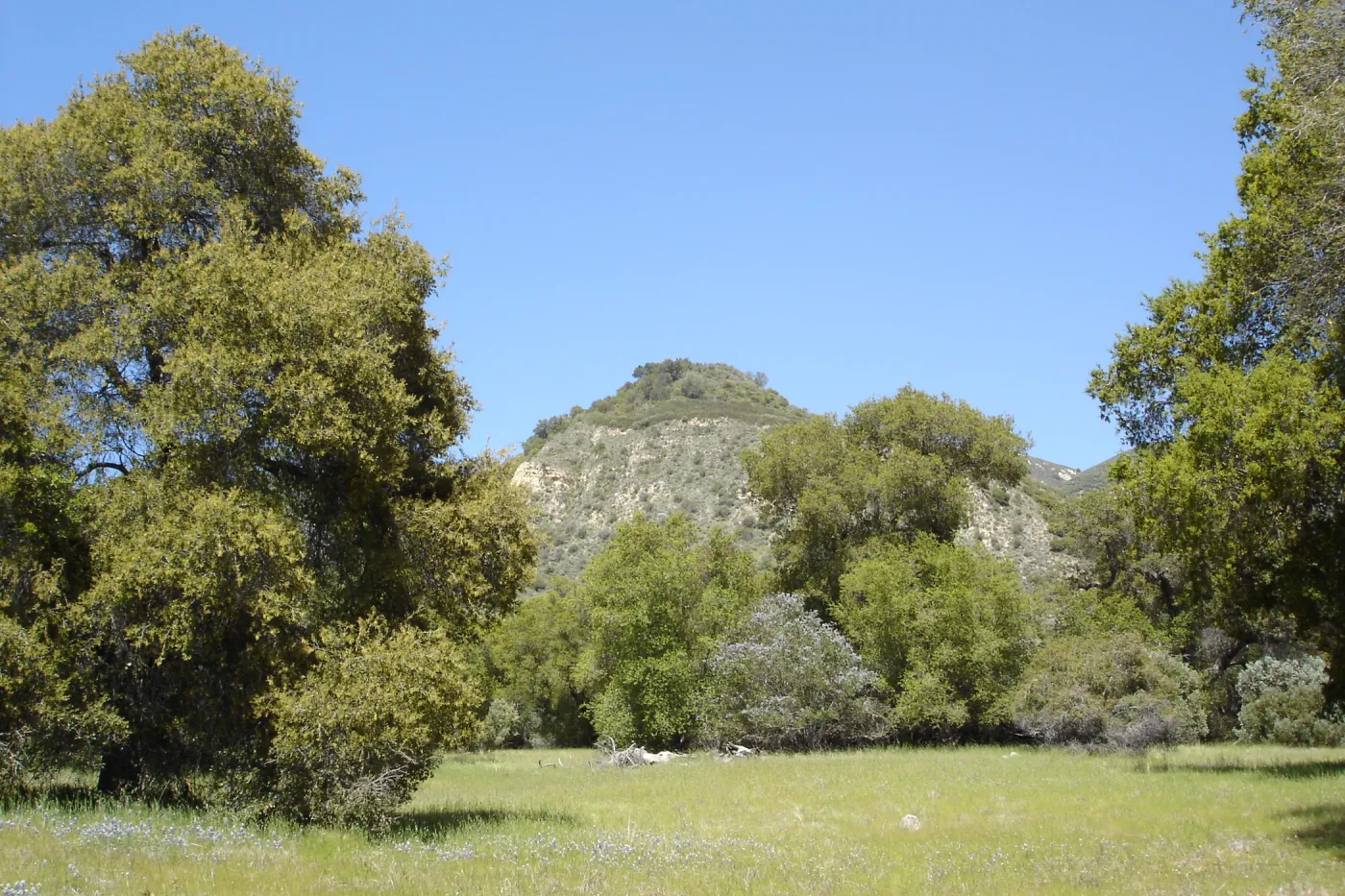 oak woodland, Eagle Rock, Santa Lucia Trail, Fort Hunter Liggett, SBBG Research and Conservation staff field trip, 2006