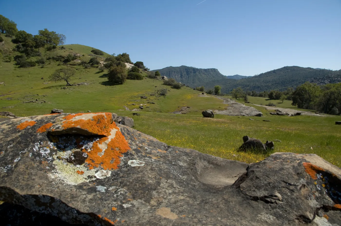 wildflowers, Santa Lucia Trail, Santa Lucia Mountains, SBBG Research and Conservation staff field trip, Fort Hunter Liggett, 2006