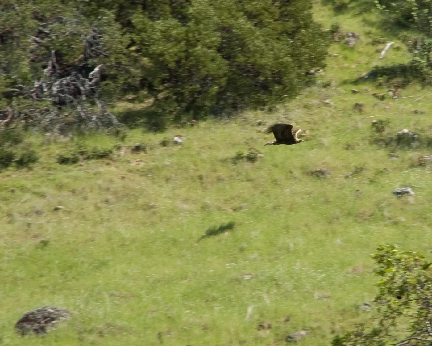 golden eagle in low flight against hillside, Santa Lucia Trail, Santa Lucia Mountains, SBBG Research and Conservation staff field trip, Fort Hunter Liggett, 2006