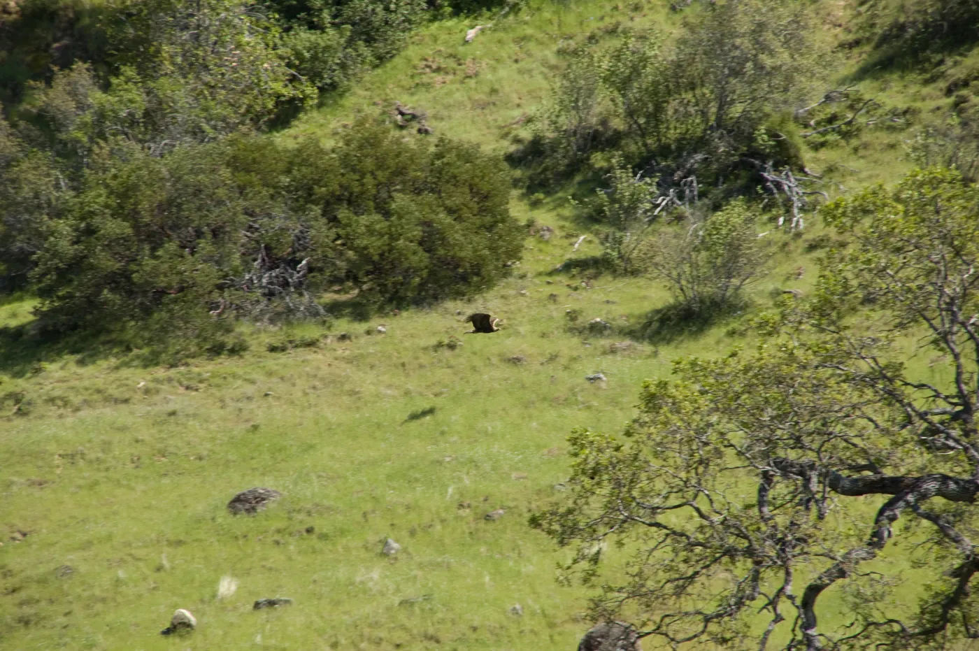 golden eagle in low flight against hillside, Santa Lucia Trail, Santa Lucia Mountains, SBBG Research and Conservation staff field trip, Fort Hunter Liggett, 2006
