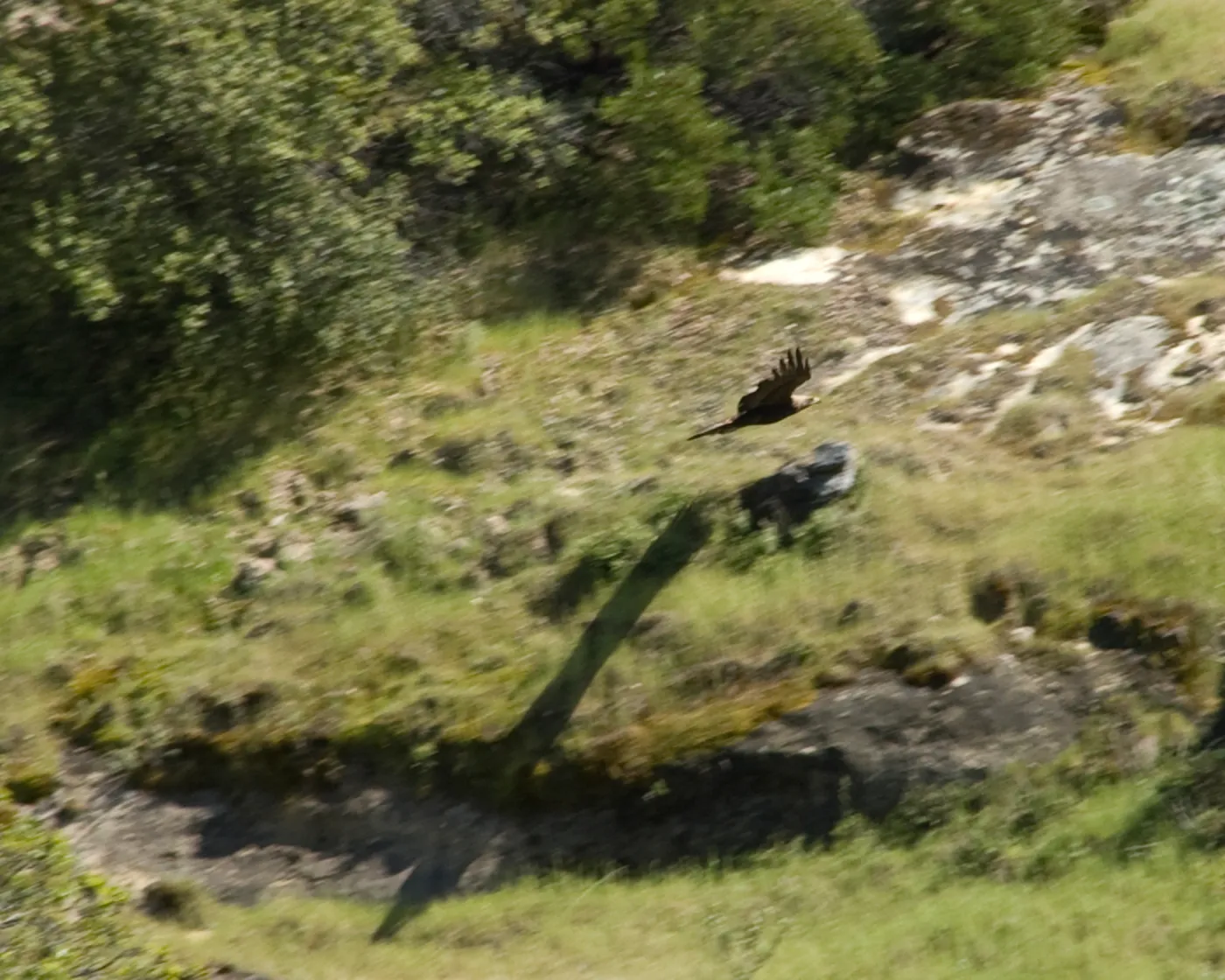 golden eagle in low flight against hillside, Santa Lucia Trail, Santa Lucia Mountains, SBBG Research and Conservation staff field trip, Fort Hunter Liggett, 2006
