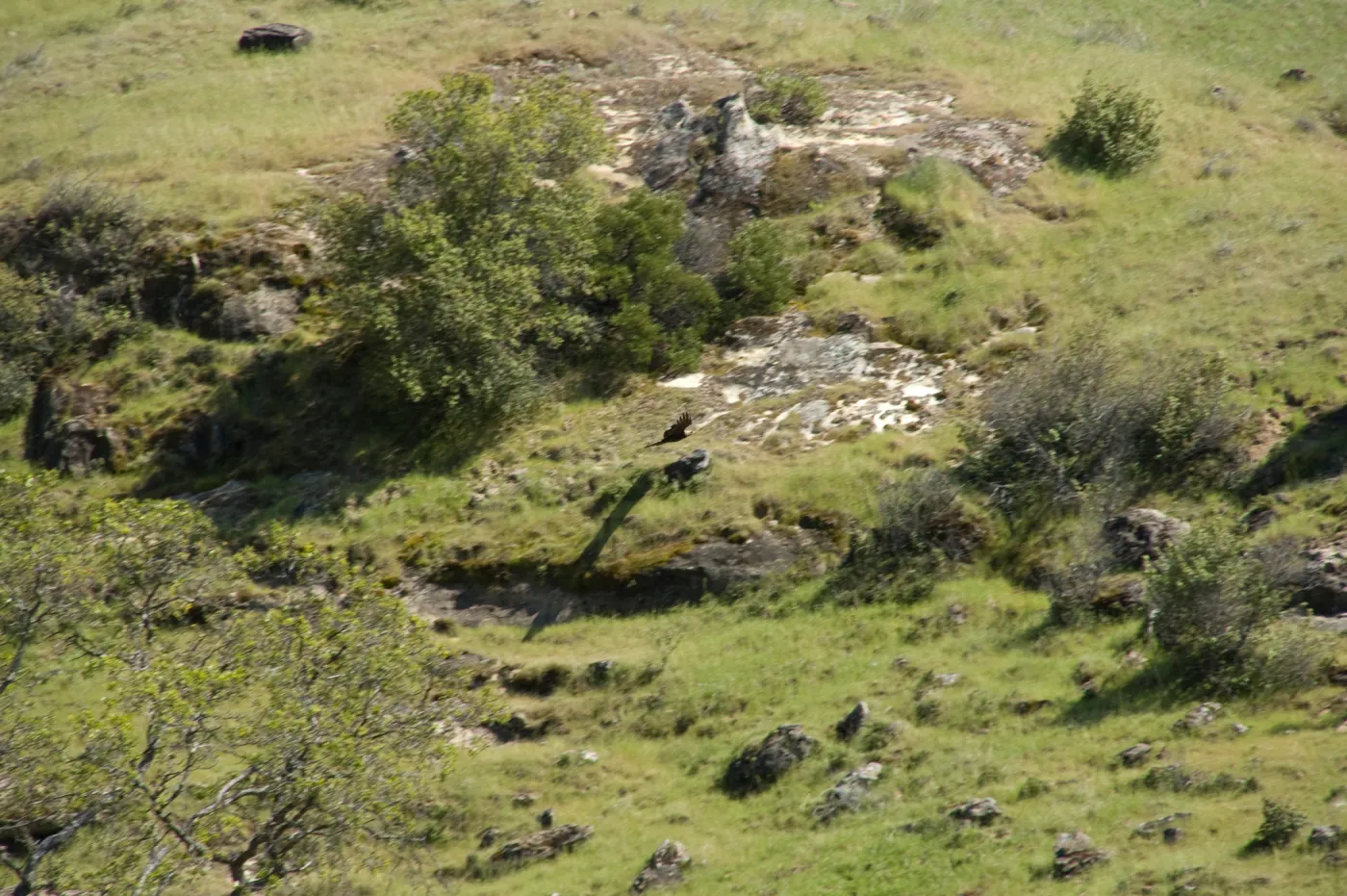 golden eagle in low flight against hillside, Santa Lucia Trail, Santa Lucia Mountains, SBBG Research and Conservation staff field trip, Fort Hunter Liggett, 2006