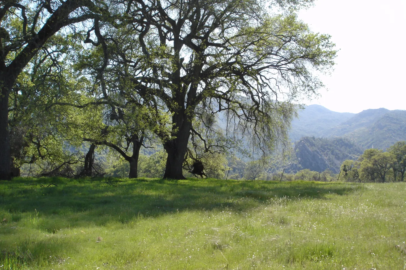 oak woodland, Santa Lucia Trail, Fort Hunter Liggett, SBBG Research and Conservation staff field trip, 2006