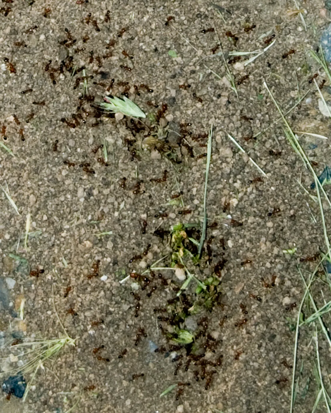 ant colony, SBBG Research and Conservation staff field trip, Fort Hunter Liggett, 2006