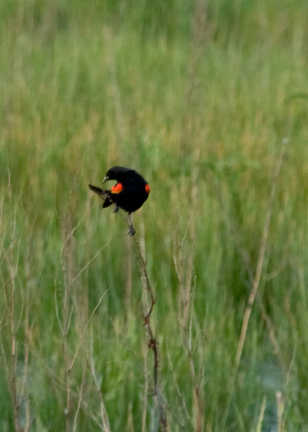 Red-winged black bird, SBBG Research and Conservation staff field trip, Fort Hunter Liggett, 2006