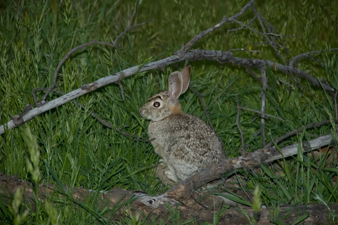 cottontail rabbit, bunny, SBBG Research and Conservation staff field trip, Fort Hunter Liggett, 2006