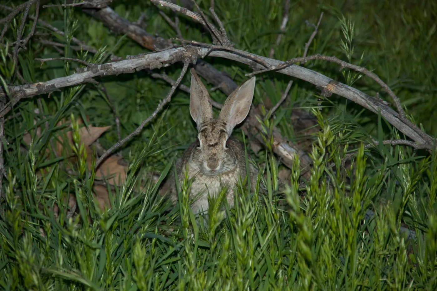 cottontail rabbit, bunny, SBBG Research and Conservation staff field trip, Fort Hunter Liggett, 2006