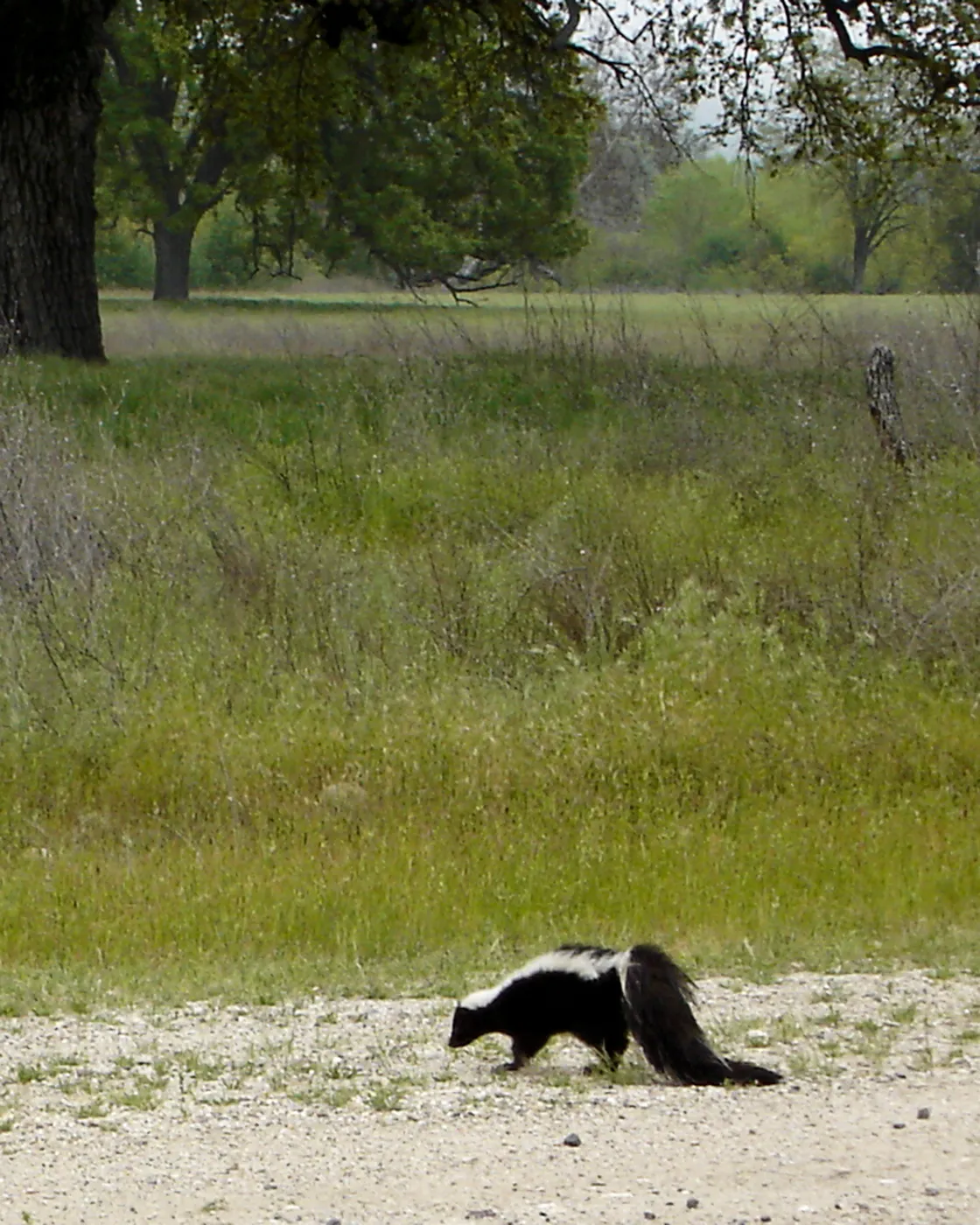 roadside skunk, SBBG Research and Conservation Staff field trip, Fort Hunter Liggett, 2006