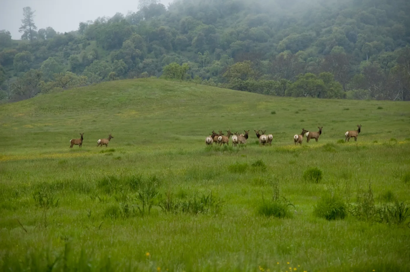 elk herd, Fort Hunter Liggett, SBBG Research and Conservation staff field trip, 2006
