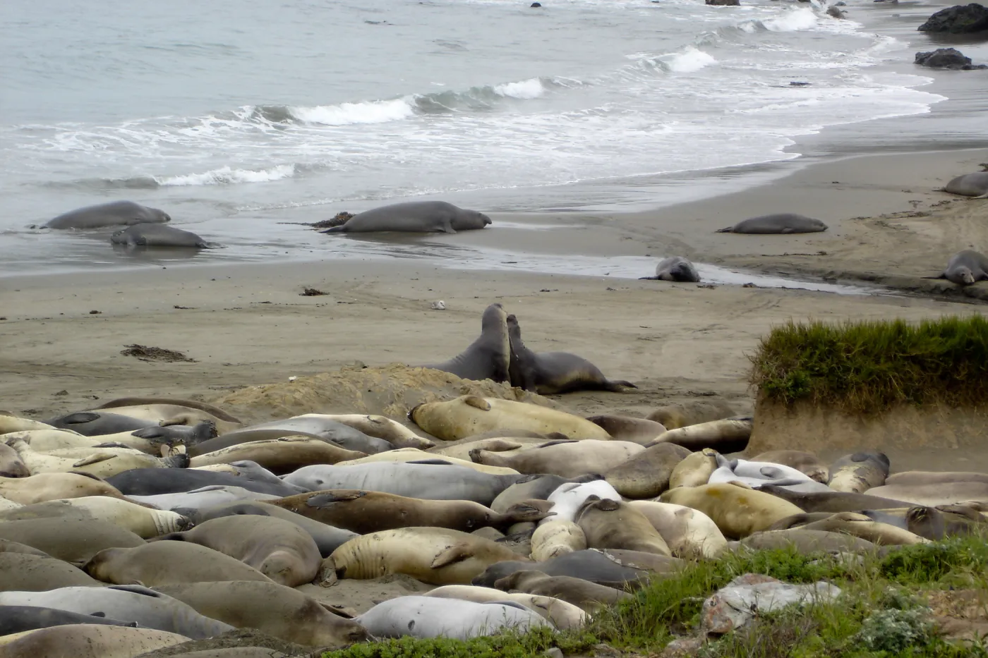 elephant seals at Piedras Blancas, SBBG Research and Conservation Staff field trip, Fort Hunter Liggett, 2006
