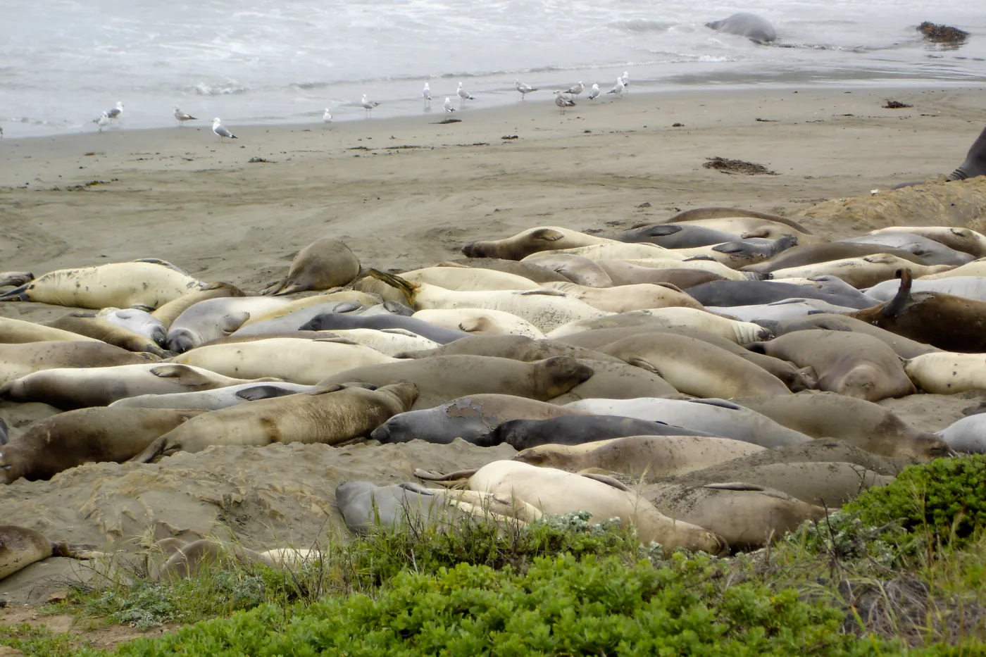elephant seals at Piedras Blancas, SBBG Research and Conservation Staff field trip, Fort Hunter Liggett, 2006