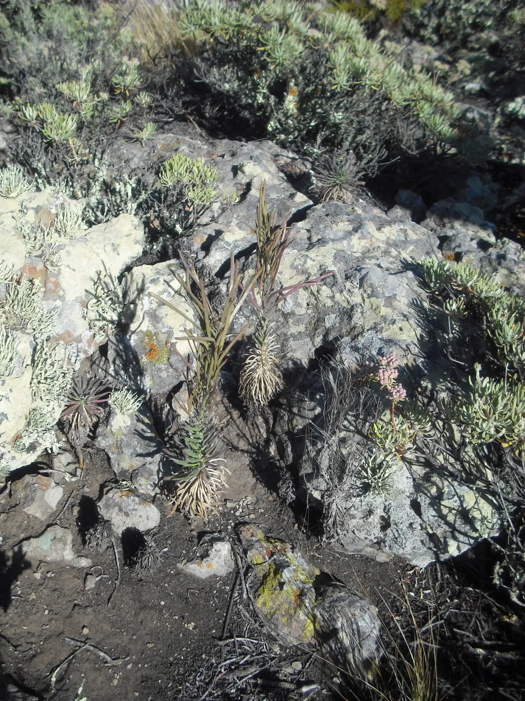 Arabis hoffmannii in fruit, SBBG Field Trip to Santa Cruz Island, 2011
