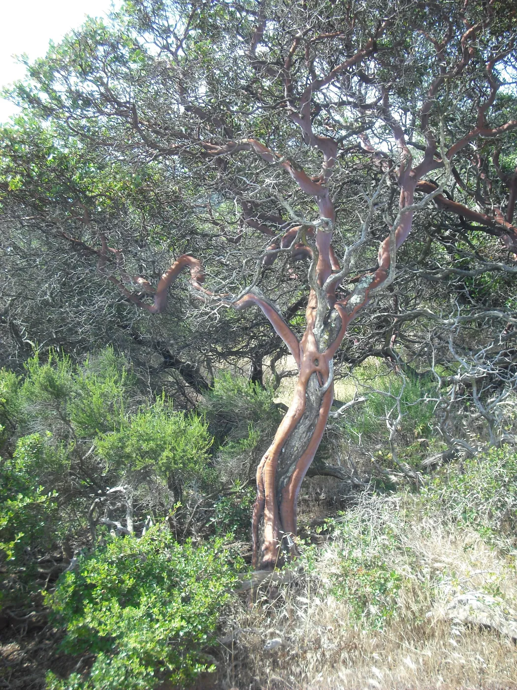 Arctostaphylos insularis, red trunk, SBBG Field Trip to Santa Cruz Island, 2011