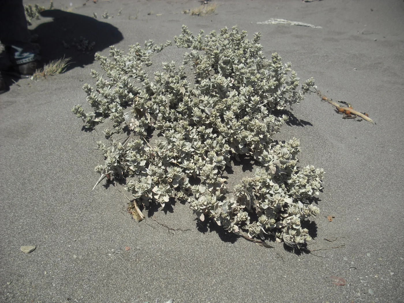 Atriplex leucophylla, Christy Beach, SBBG Field Trip to Santa Cruz Island, 2011