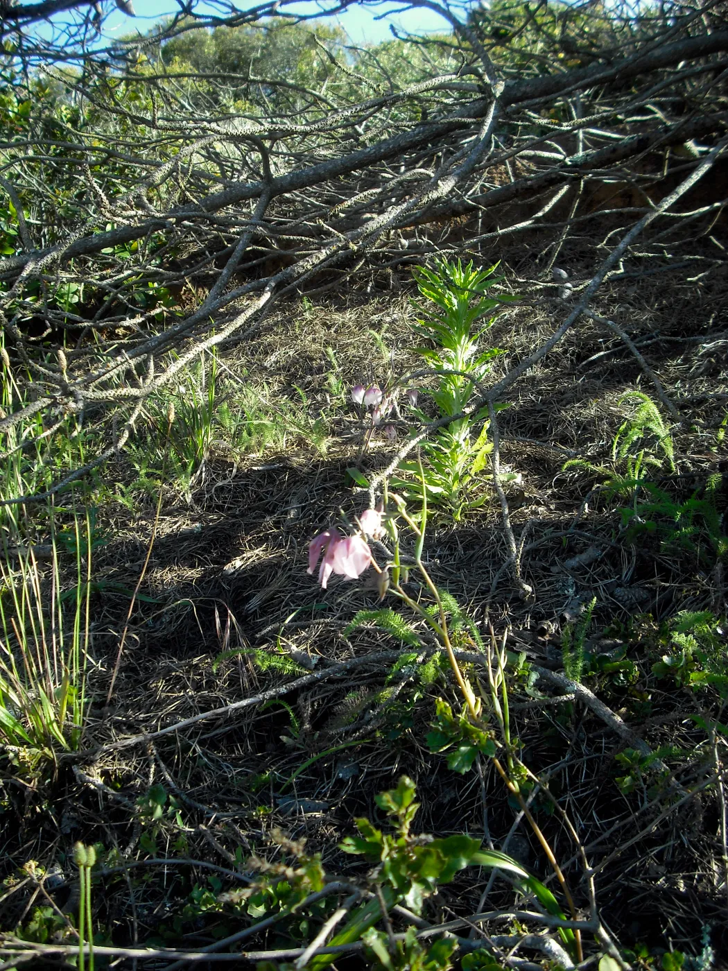 Calochortus albus, SBBG Field Trip to Santa Cruz Island, 2011