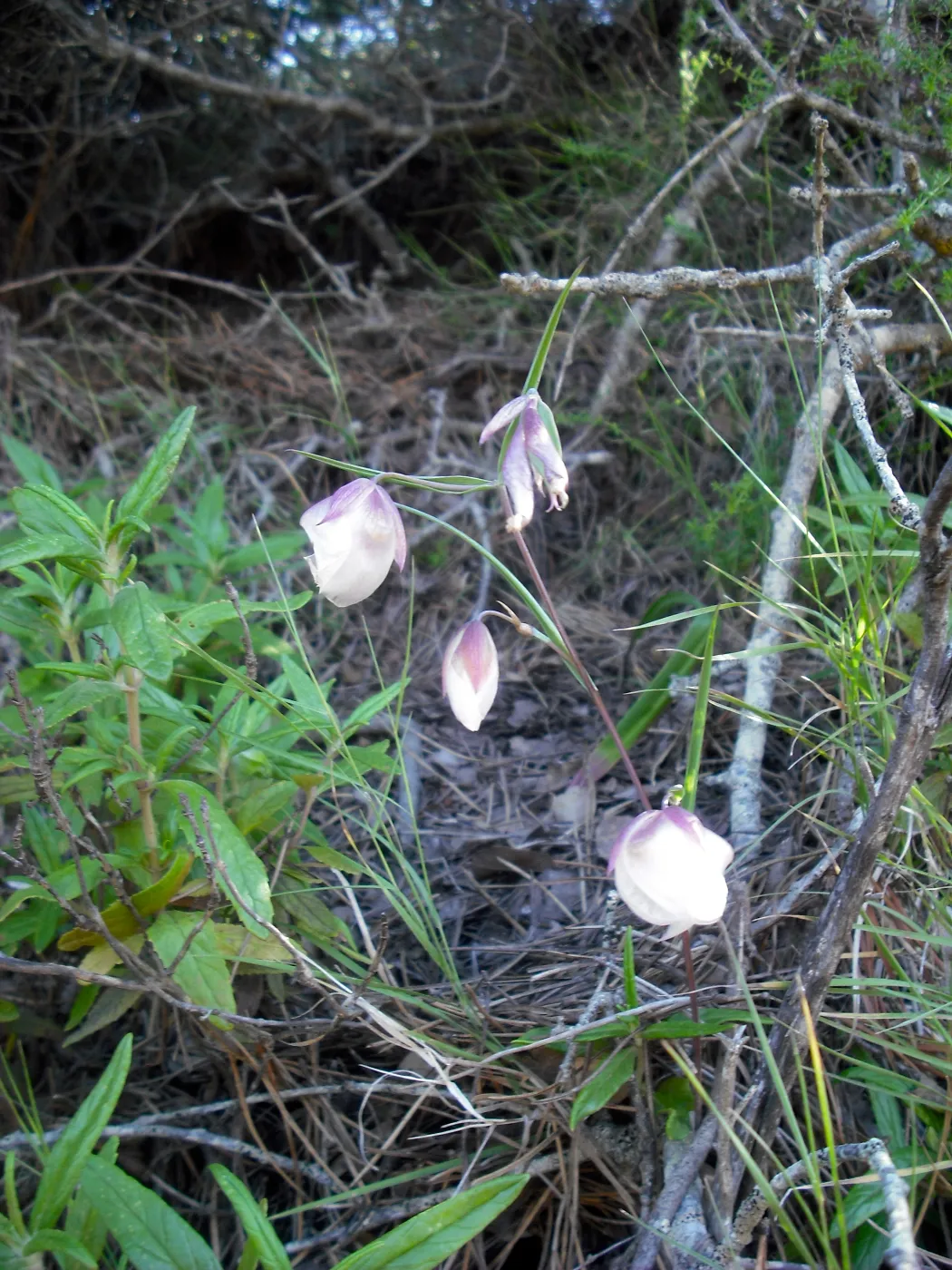 Calochortus albus, SBBG Field Trip to Santa Cruz Island, 2011