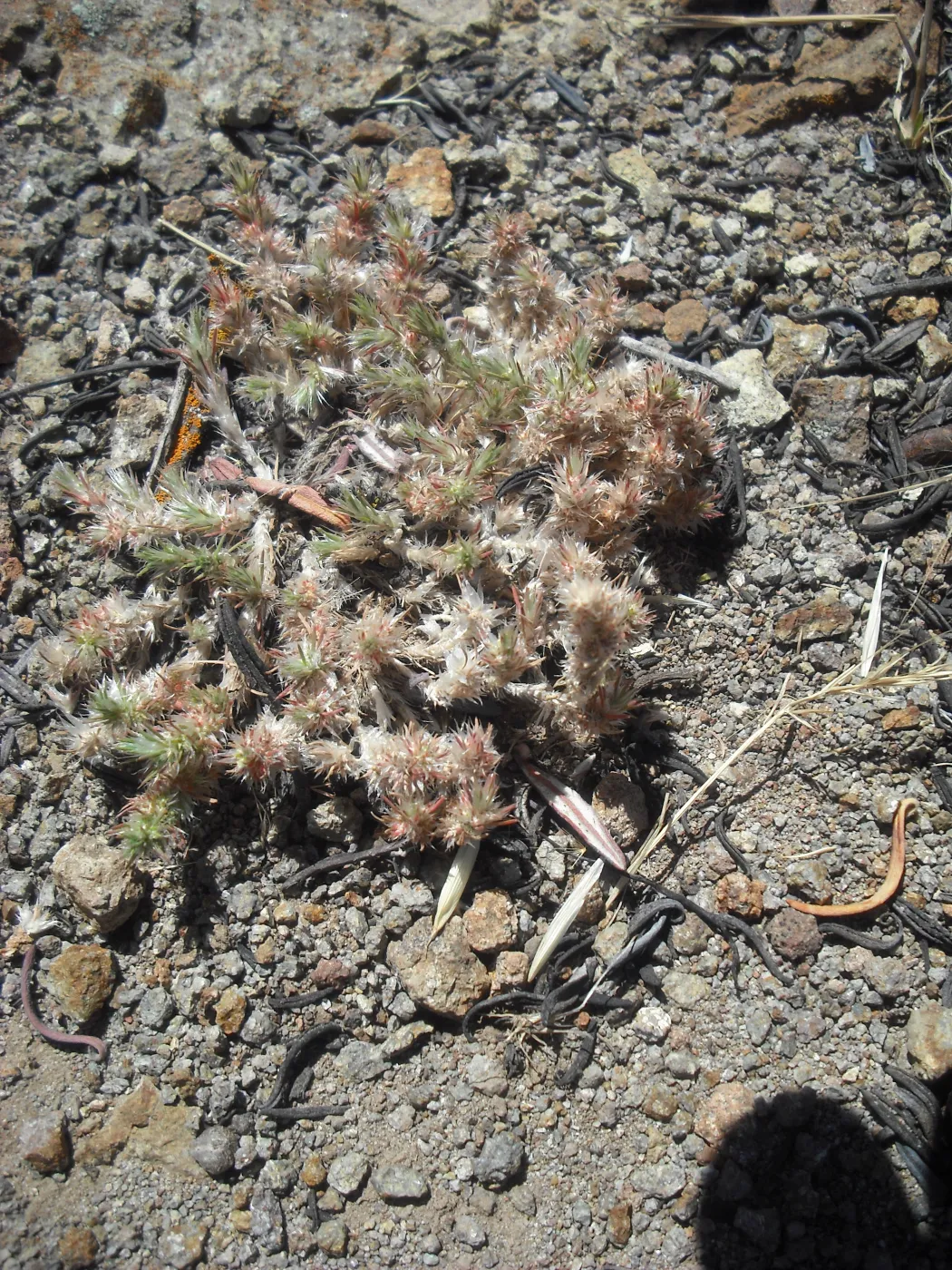 Cardionema ramosissimum, SBBG Field Trip to Santa Cruz Island, 2011