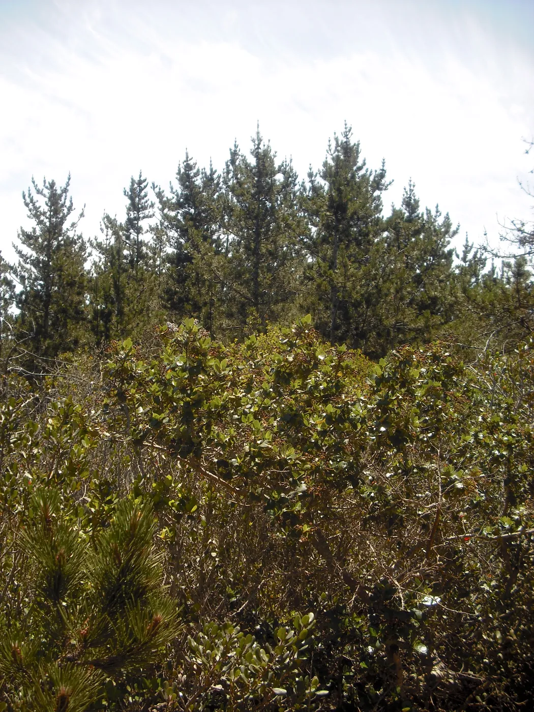 Ceanothus arboreus in front of Pinus muricata stand, SBBG Field Trip to Santa Cruz Island, 2011