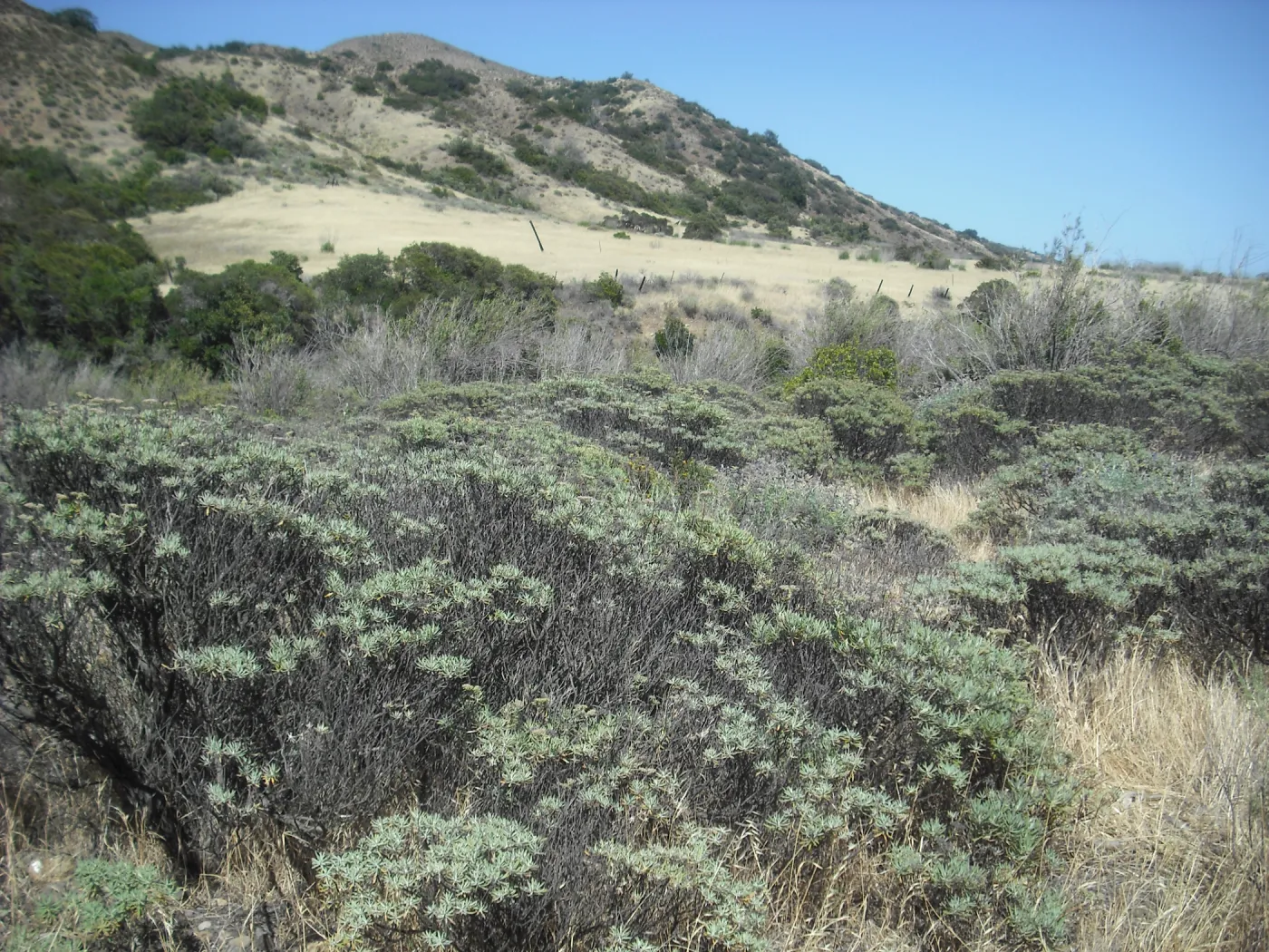 Eriogonum arborescens (Santa Cruz Island Buckwheat), Central Valley, SBBG Field Trip to Santa Cruz Island, 2011