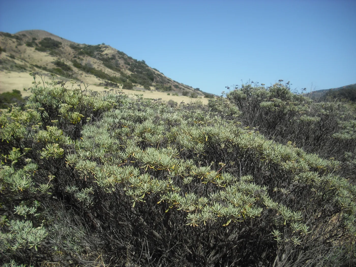 Eriogonum arborescens (Santa Cruz Island Buckwheat), Central Valley, SBBG Field Trip to Santa Cruz Island, 2011