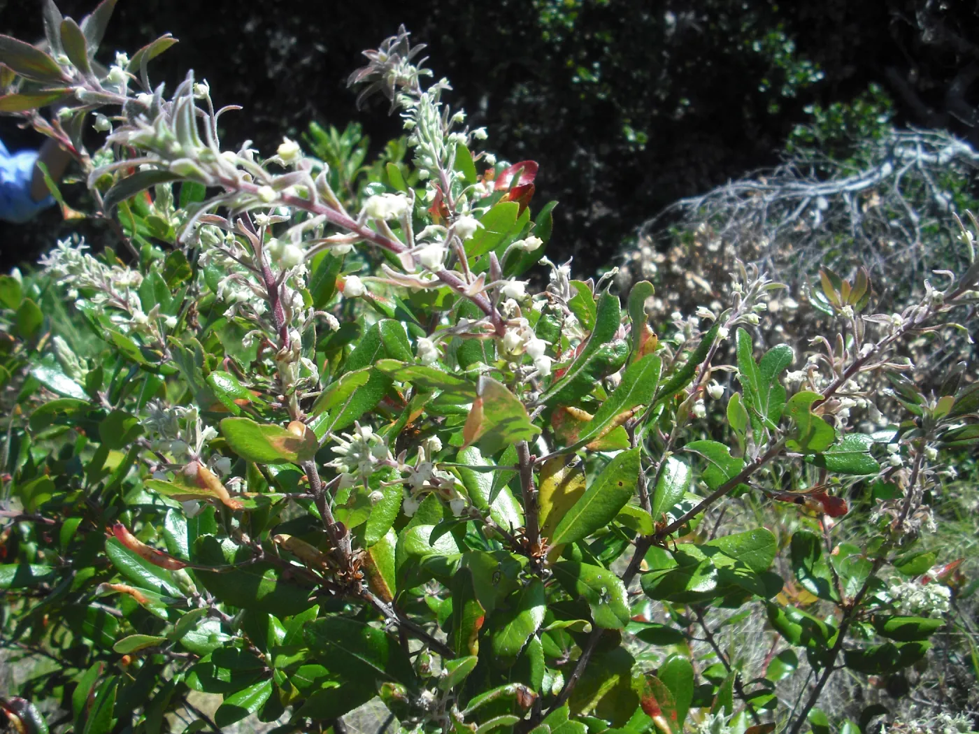 Comarostaphylis diversifolia var. planifolia, summer holly, SBBG Field Trip to Santa Cruz Island, 2011