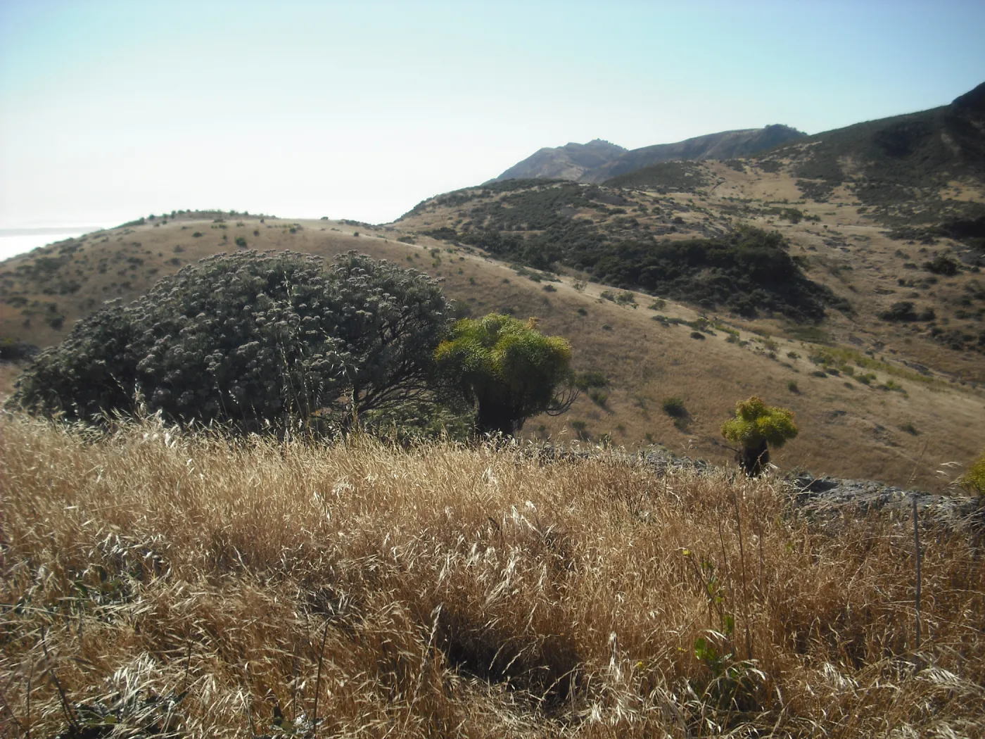 a few Coreopsis gigantea plants, Lagunitas Secas Road, SBBG Field Trip to Santa Cruz Island, 2011