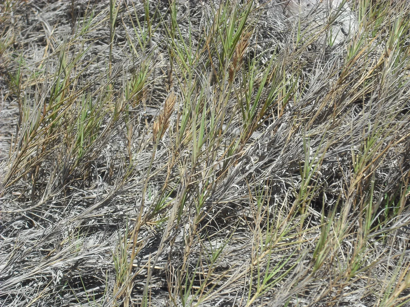 Distichlis spicata, SBBG Field Trip to Santa Cruz Island, 2011