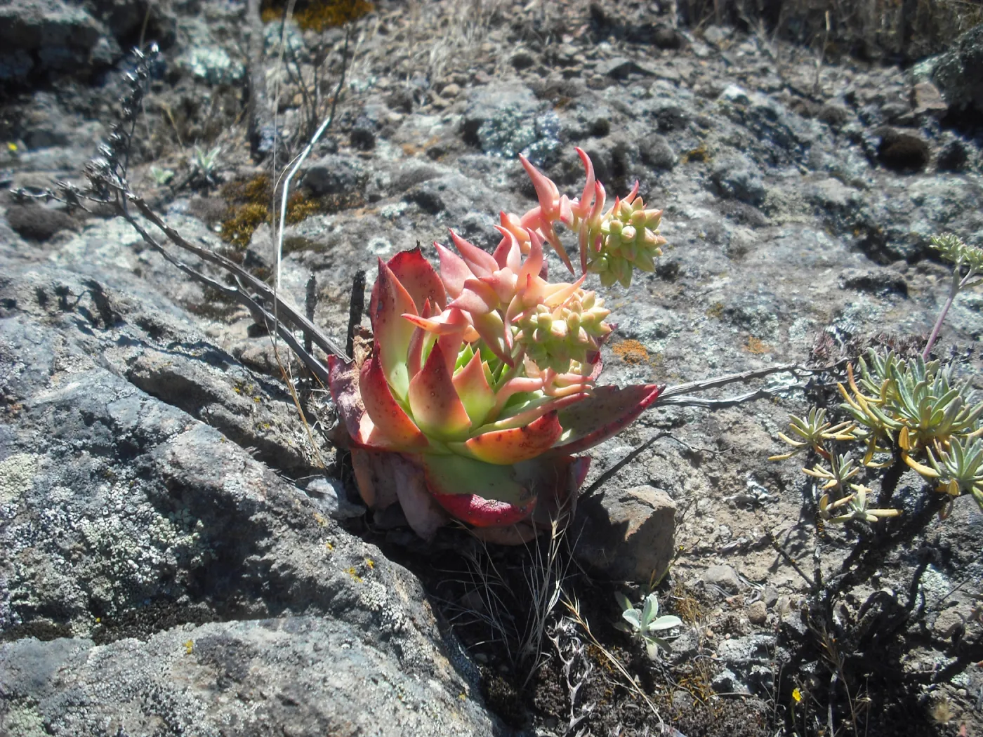 Dudleya candelabrum, Diablo Peak, SBBG Field Trip to Santa Cruz Island, 2011