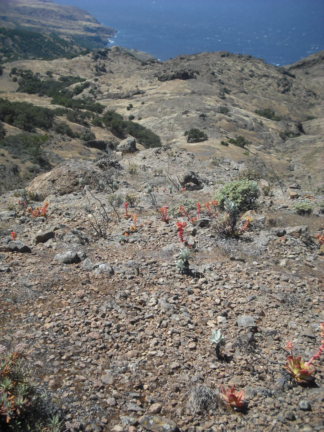 Dudleya candelabrum, Diablo Peak, SBBG Field Trip to Santa Cruz Island, 2011