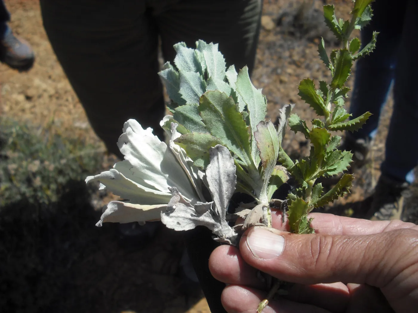 Hazardia detonsa, Hazardia squarrosa, Hazardia hybrid, SBBG Field Trip to Santa Cruz Island, 2011