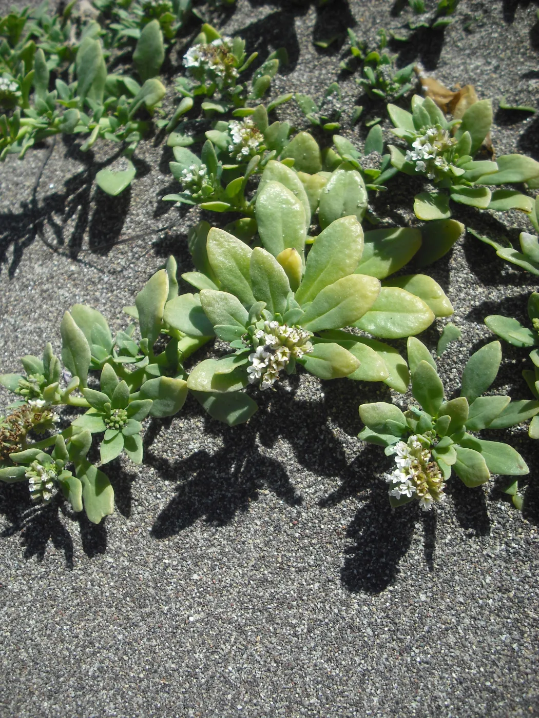 Heliotropium curassavicum, SBBG Field Trip to Santa Cruz Island, 2011
