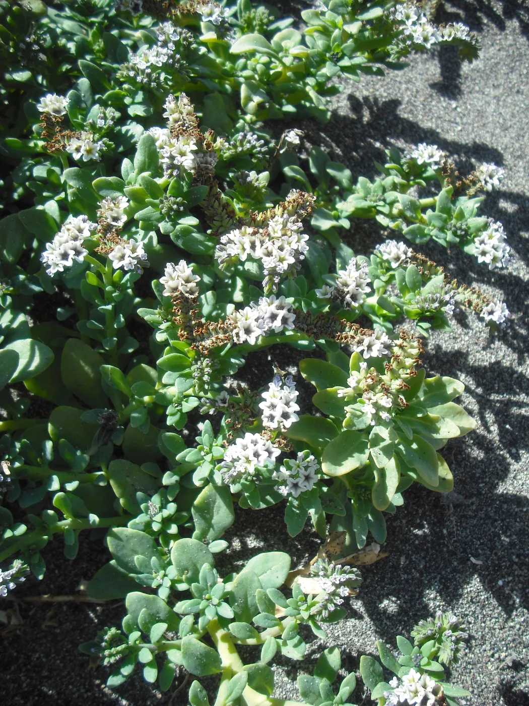 Heliotropium curassavicum, SBBG Field Trip to Santa Cruz Island, 2011