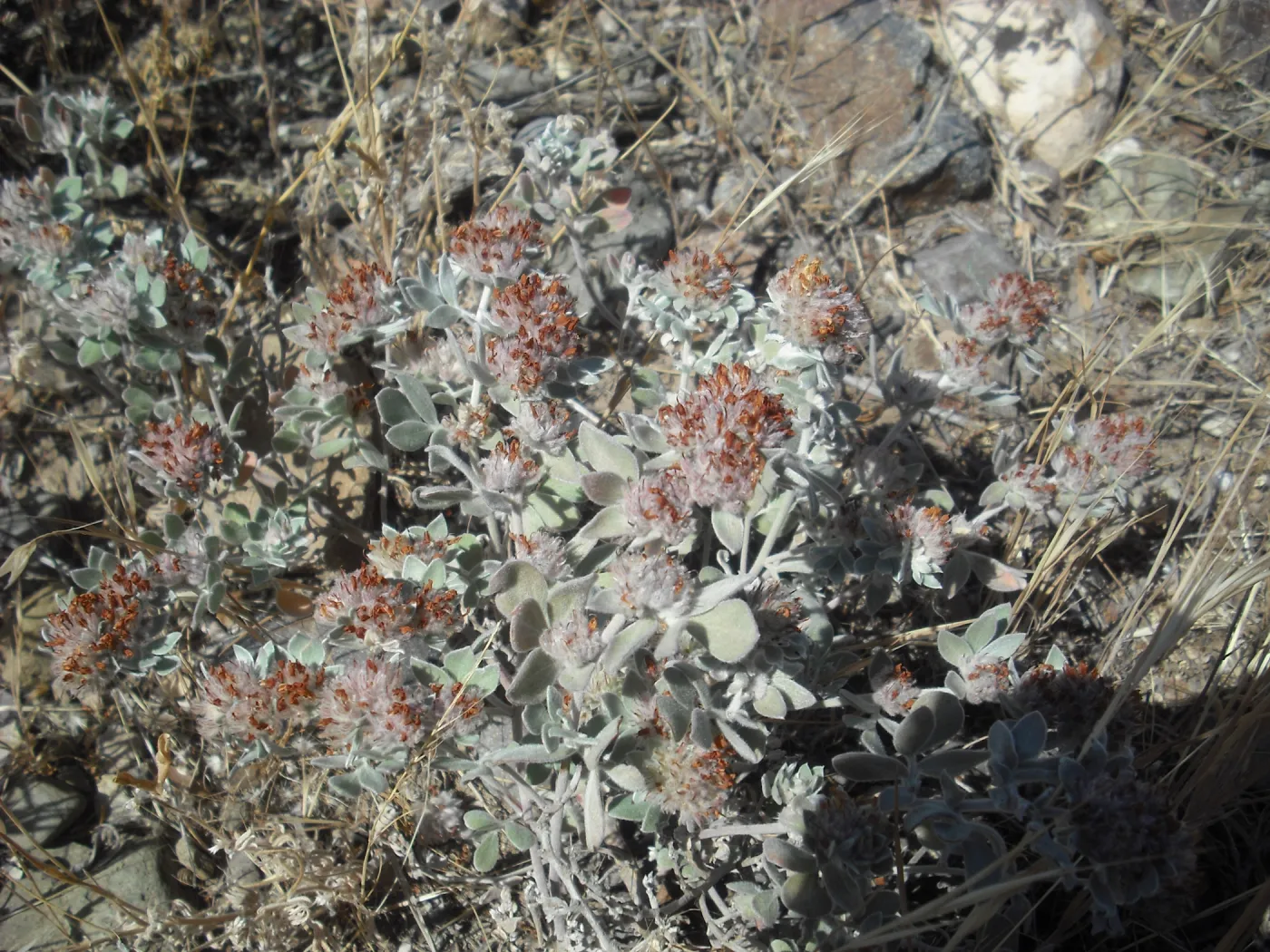 Lotus argophyllus ssp. niveus, SBBG Field Trip to Santa Cruz Island, 2011