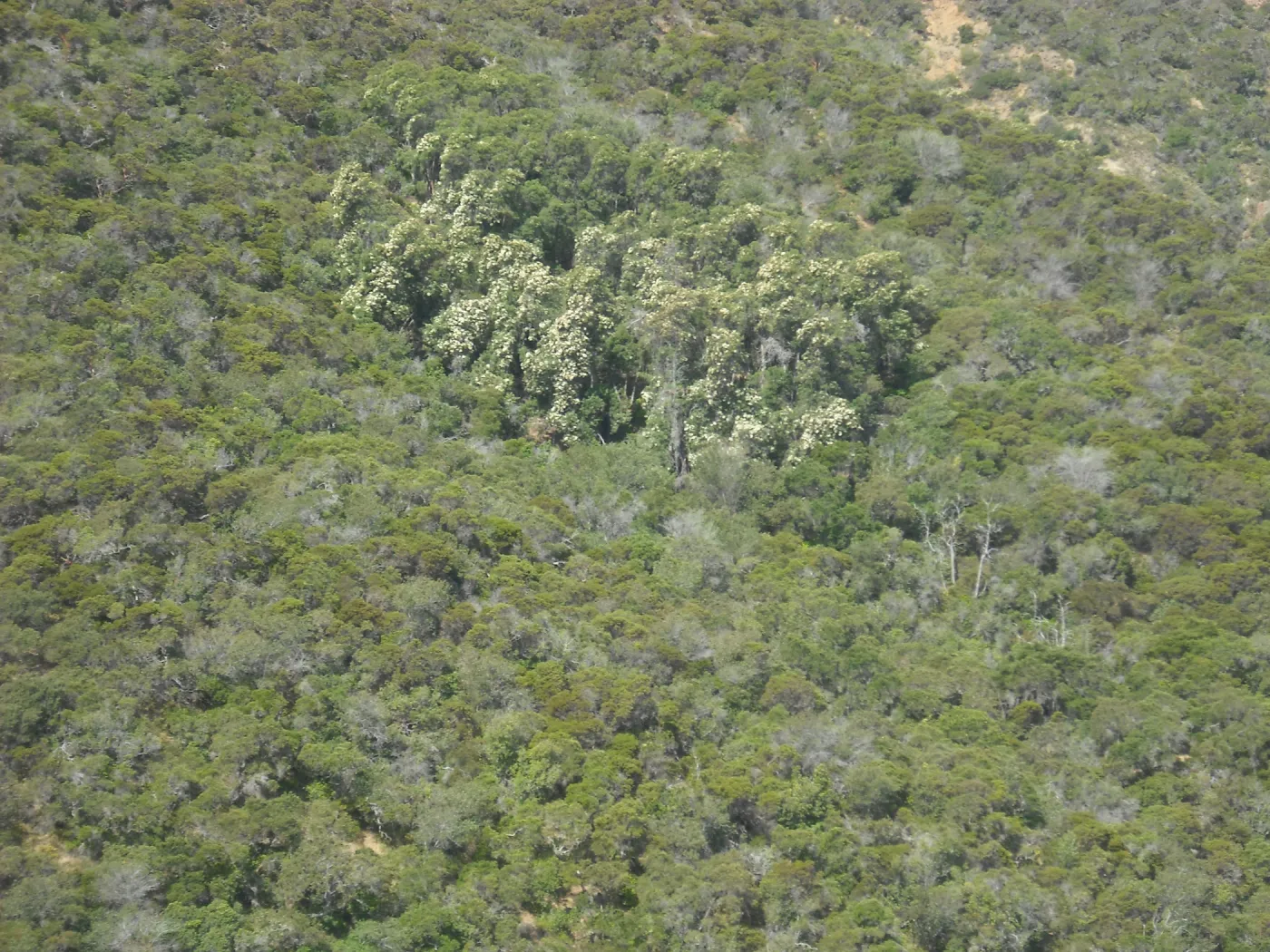 Lyanothamnus floribundus ssp. asplenifolius, ironwood grove, on north facing slope in Central Valley, SBBG Field Trip to Santa Cruz Island, 2011