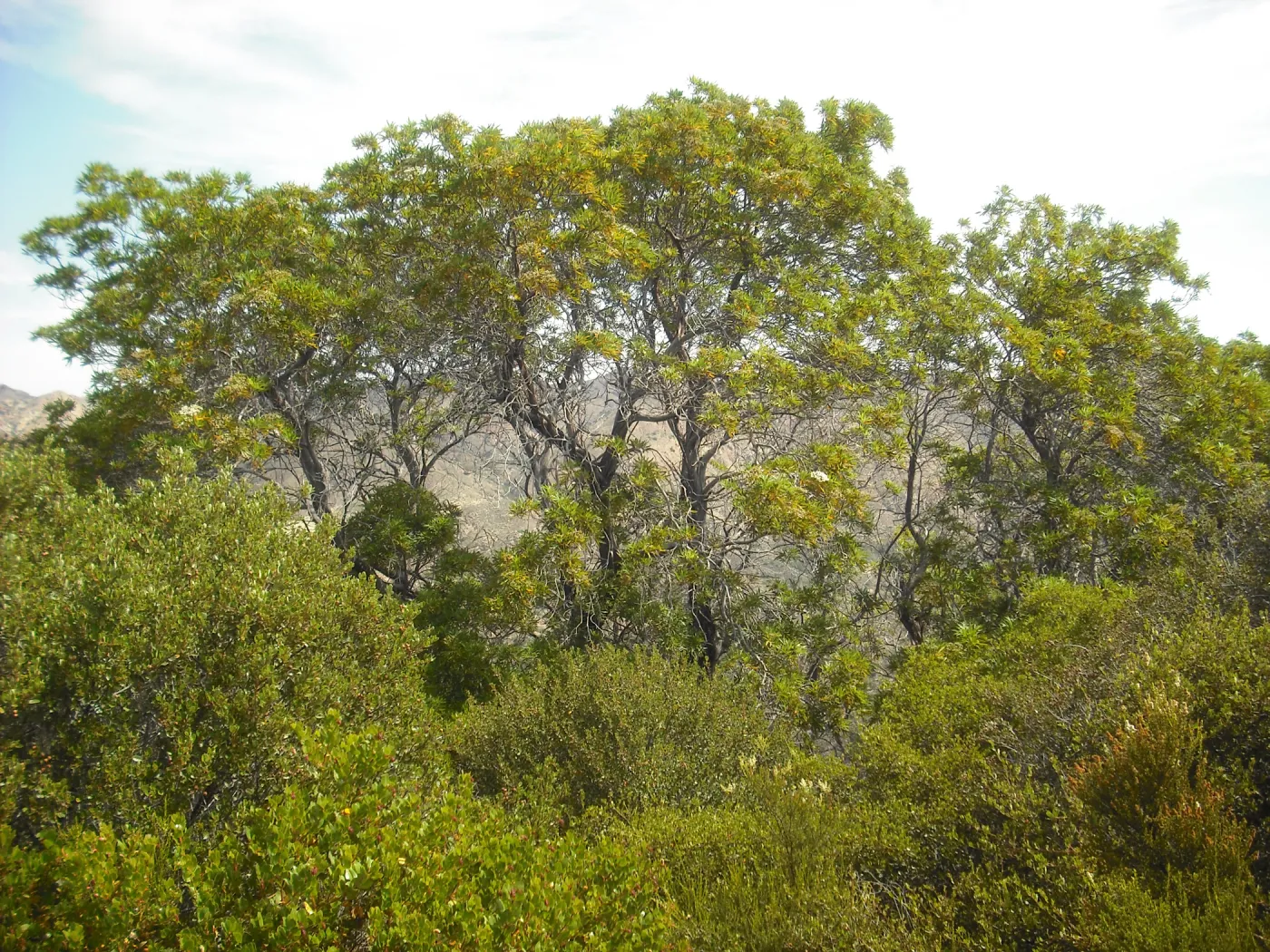 Lyanothamnus floribundus ssp. asplenifolius, ironwood grove, SBBG Field Trip to Santa Cruz Island, 2011