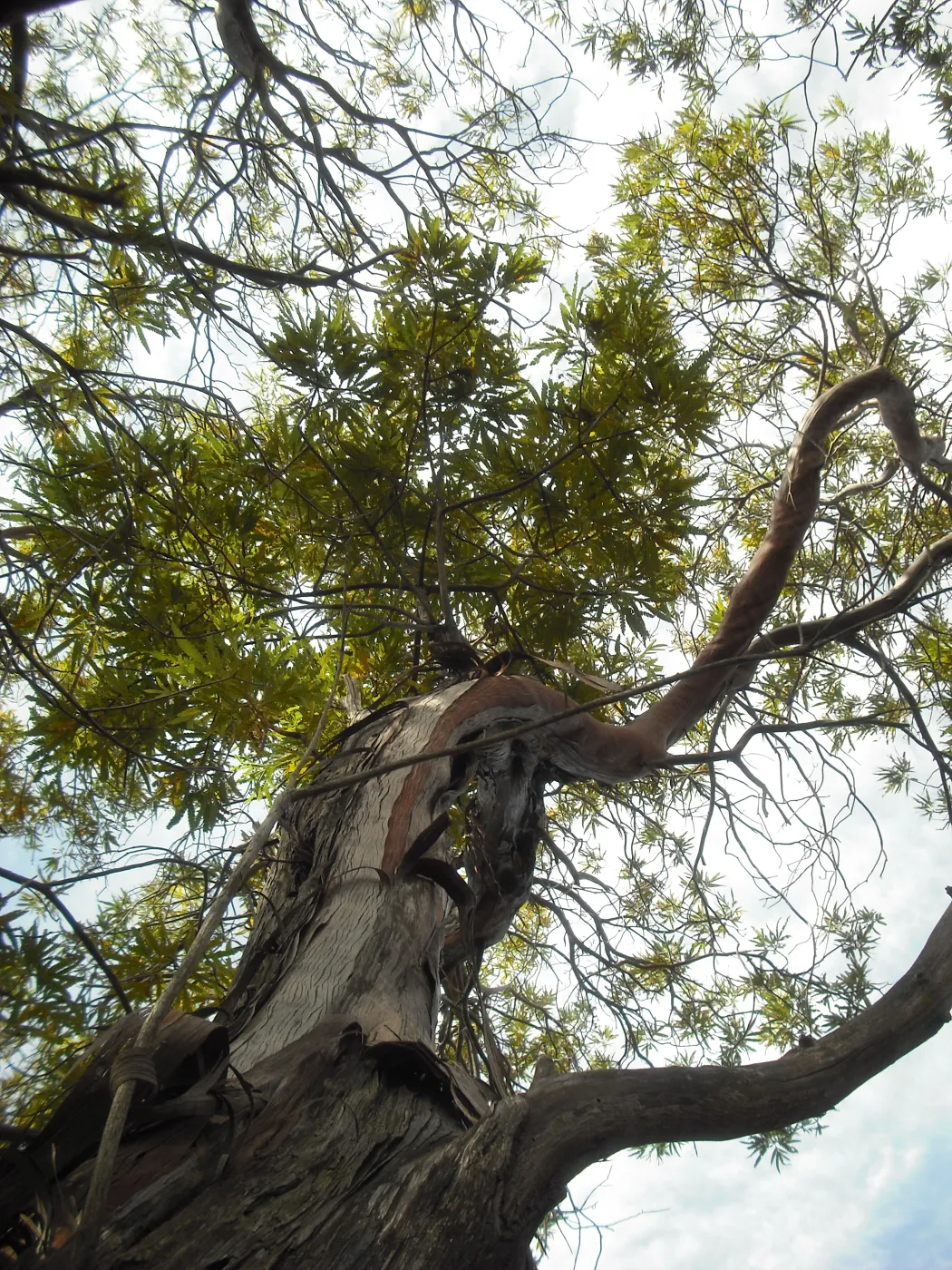 Lyanothamnus floribundus ssp. asplenifolius, ironwood, SBBG Field Trip to Santa Cruz Island, 2011