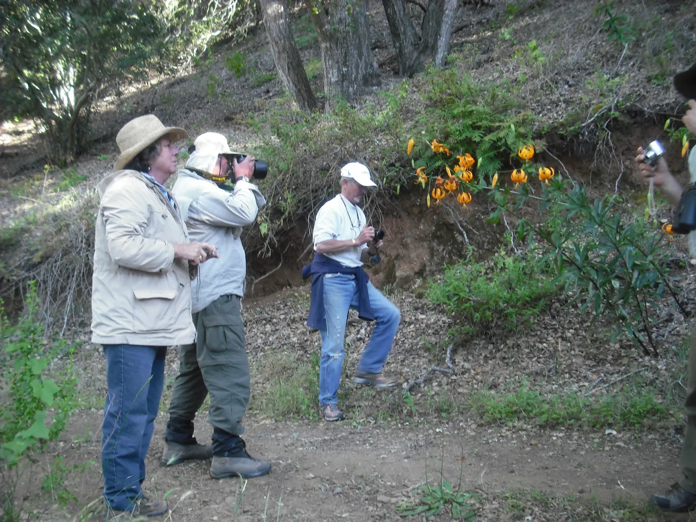 group photographing Lilium humboldtii, SBBG Field Trip to Santa Cruz Island, 2011