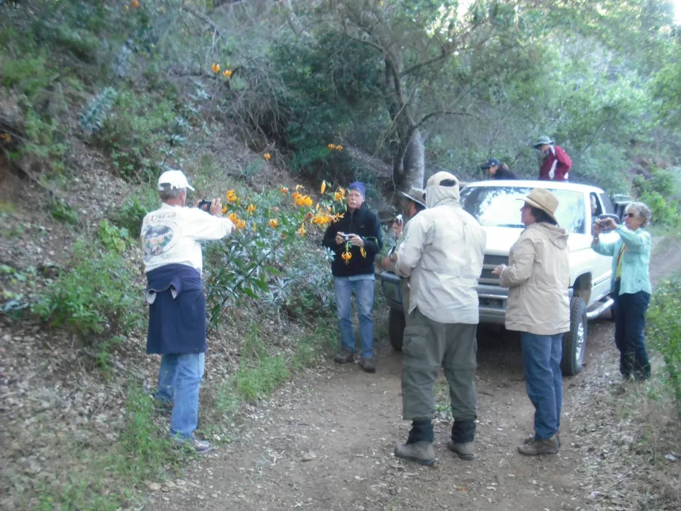 group photographing Lilium humboldtii, SBBG Field Trip to Santa Cruz Island, 2011