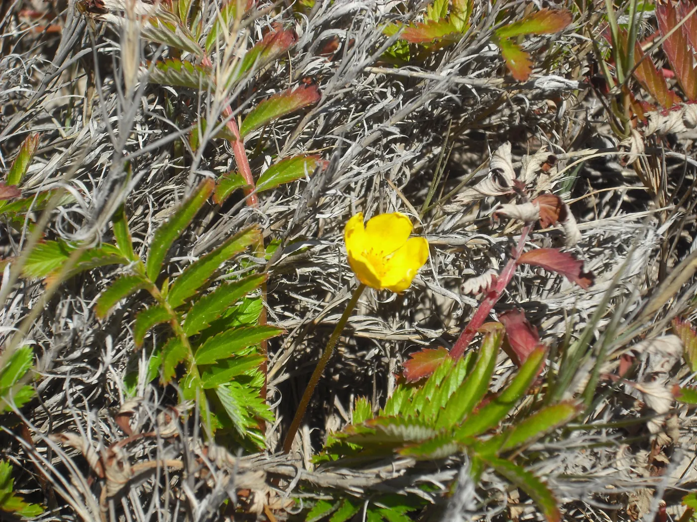 Potentilla anserina ssp pacifica, SBBG Field Trip to Santa Cruz Island, 2011