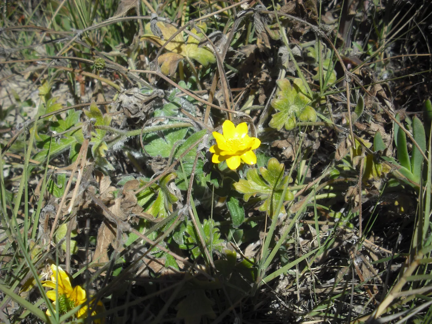 Ranunculus californicus, SBBG Field Trip to Santa Cruz Island, 2011