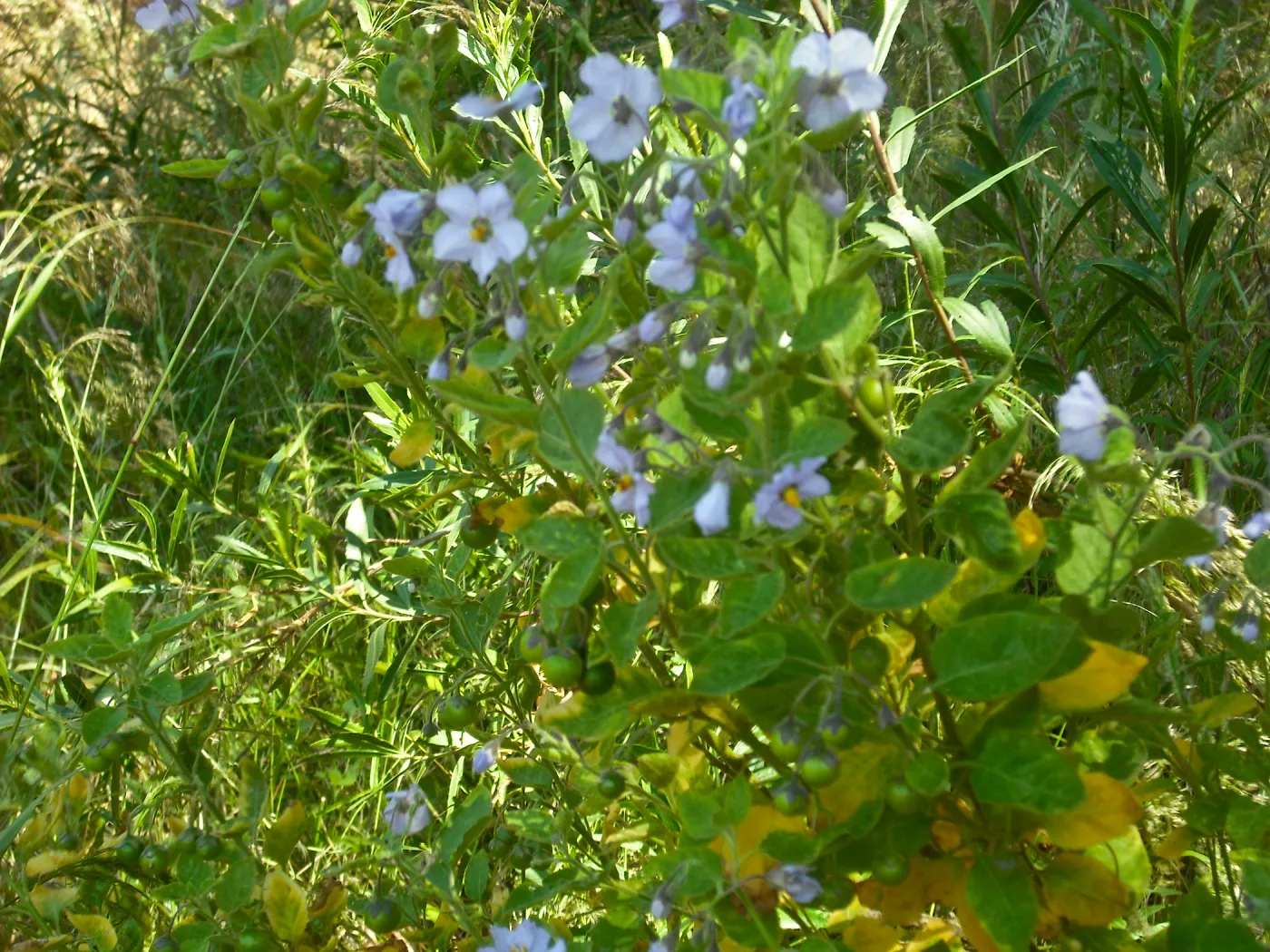 Solanum clokeyi, fruits and flowers, SBBG Field Trip to Santa Cruz Island, 2011