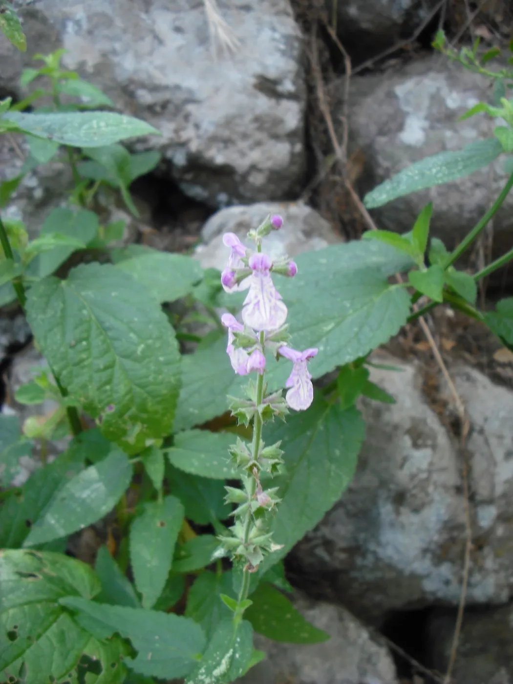 Stachys bullata, SBBG Field Trip to Santa Cruz Island, 2011