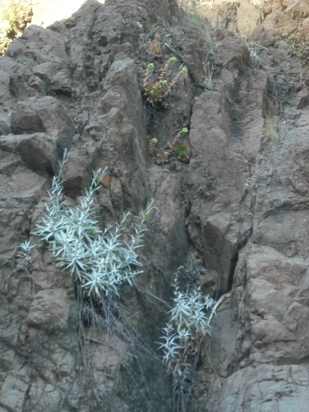 Stephanomeria cichoriacea and Dudleya candelabrum, SBBG Field Trip to Santa Cruz Island, 2011