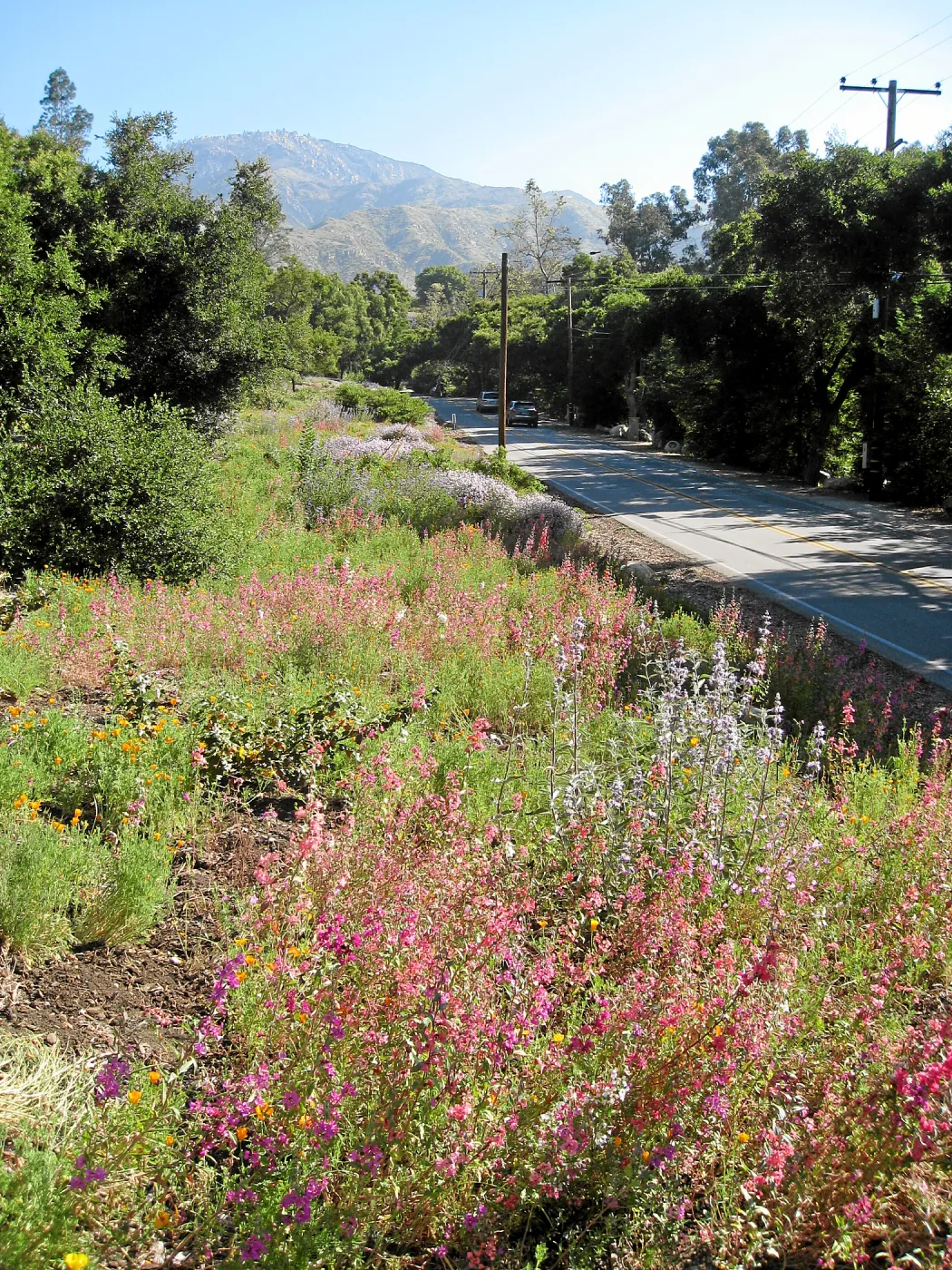 Tunnel Triangle plantings