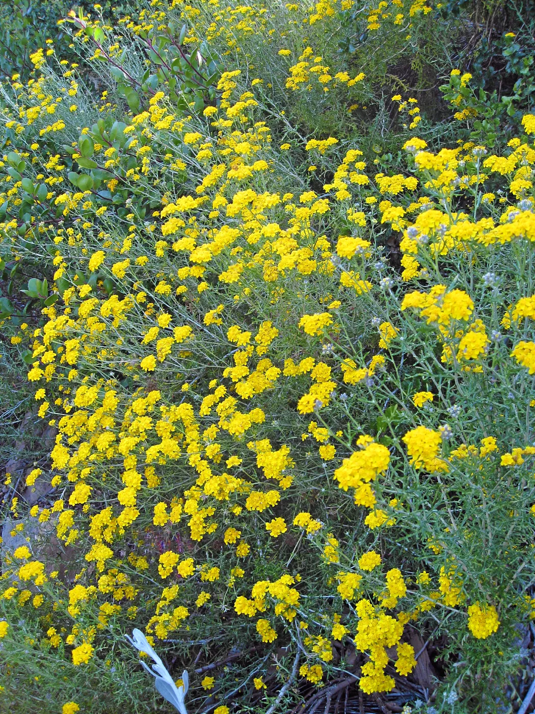 Golden Yarrow along Mission Canyon Road