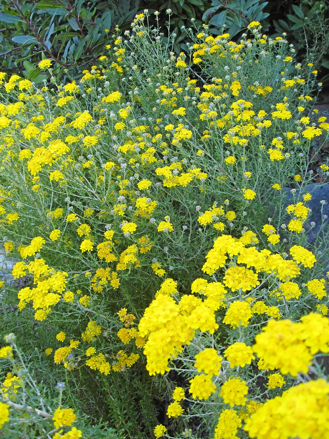 Golden Yarrow along Mission Canyon Road