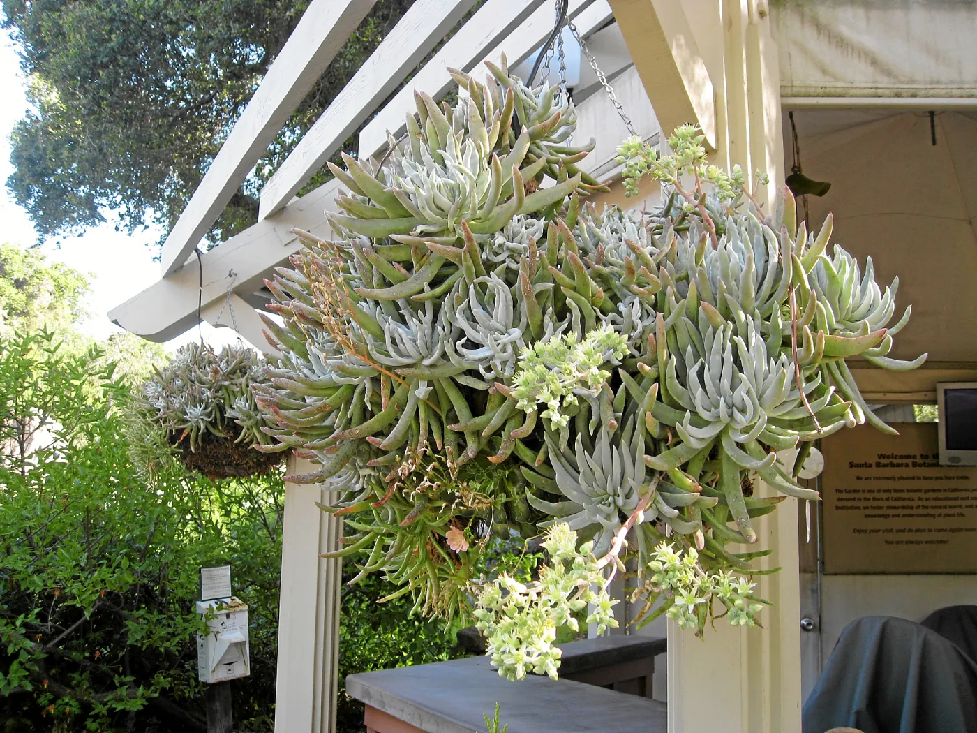Dudleya hassei in hanging basket at entrance